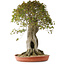 Acer buergerianum, 75 cm, ± 35 años