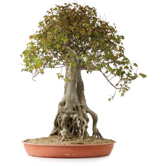 Acer buergerianum, 72 cm, ± 35 años