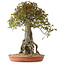 Acer buergerianum, 72 cm, ± 35 años