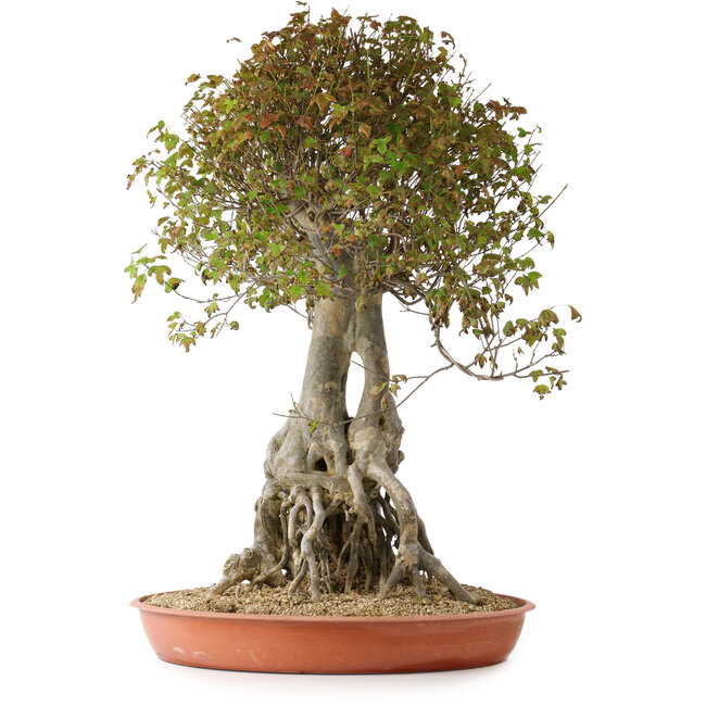 Acer buergerianum, 72 cm, ± 35 años