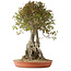 Acer buergerianum, 72 cm, ± 35 años