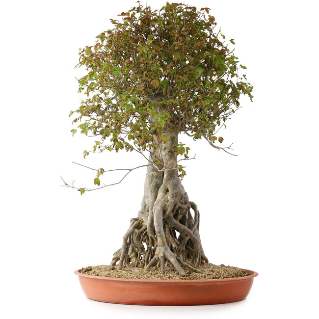 Acer buergerianum, 72 cm, ± 35 años