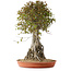 Acer buergerianum, 72 cm, ± 35 años