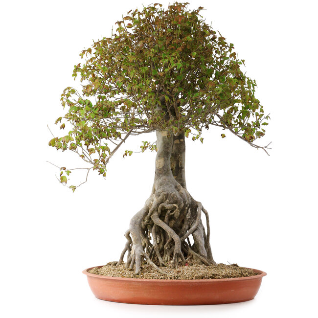 Acer buergerianum, 72 cm, ± 35 ans