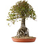Acer buergerianum, 72 cm, ± 35 años