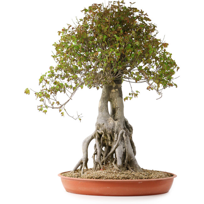 Acer buergerianum, 72 cm, ± 35 años