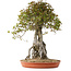 Acer buergerianum, 72 cm, ± 35 años