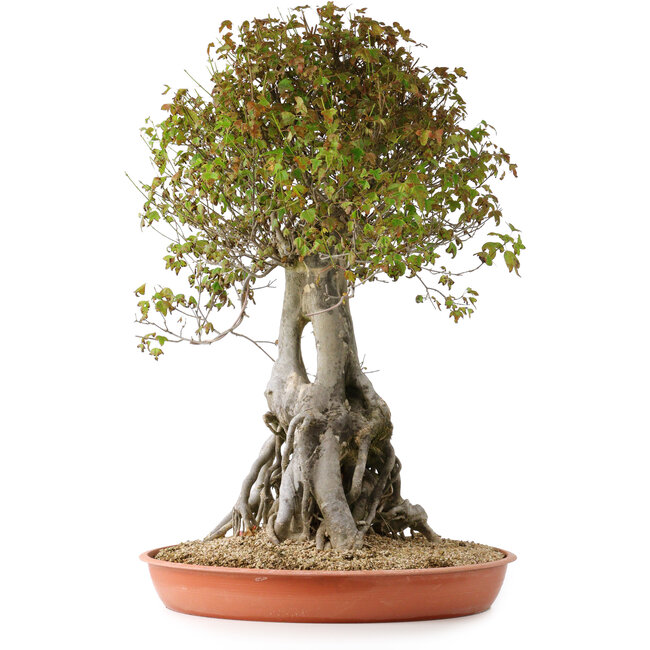 Acer buergerianum, 72 cm, ± 35 Jahre alt