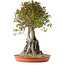 Acer buergerianum, 72 cm, ± 35 años