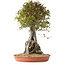 Acer buergerianum, 72 cm, ± 35 años
