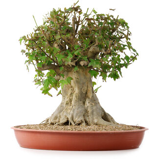 Acer buergerianum, 43 cm, ± 35 años