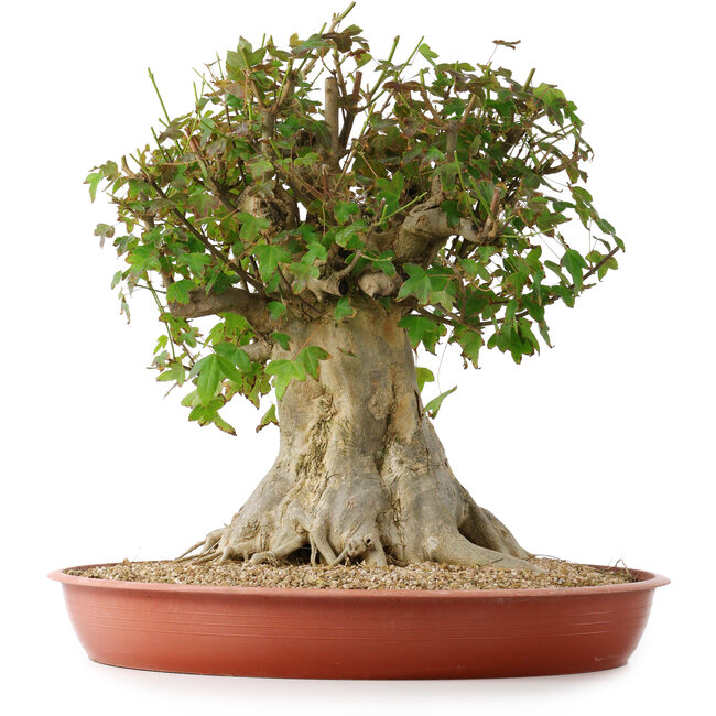 Acer buergerianum, 43 cm, ± 35 años, con un nebari de 22 cm
