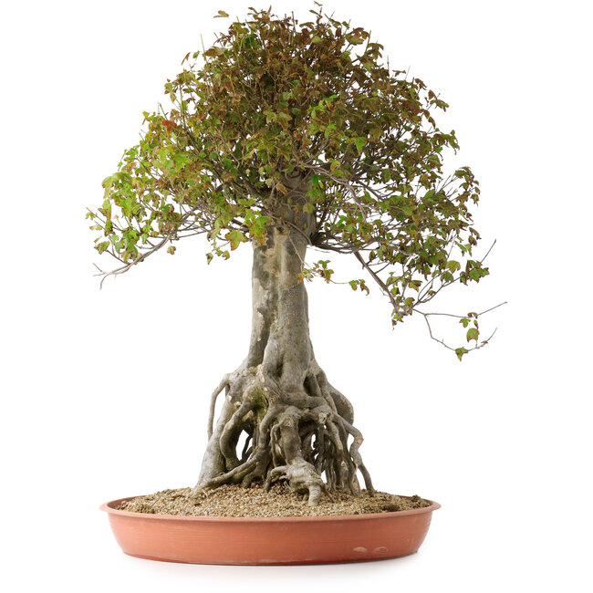 Acer buergerianum, 72 cm, ± 35 ans