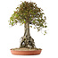 Acer buergerianum, 72 cm, ± 35 años