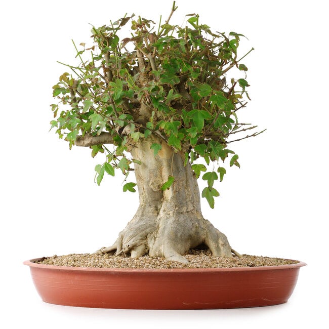 Acer buergerianum, 43 cm, ± 35 anni, con un nebari di 22 cm