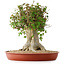 Acer buergerianum, 43 cm, ± 35 años, con un nebari de 22 cm