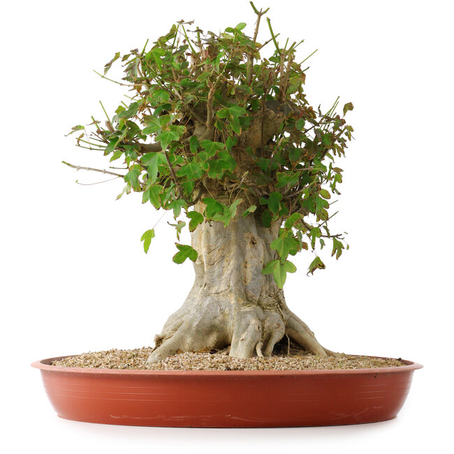 Acer buergerianum, 43 cm, ± 35 ans, avec un nebari de 22 cm