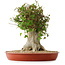Acer buergerianum, 43 cm, ± 35 años, con un nebari de 22 cm