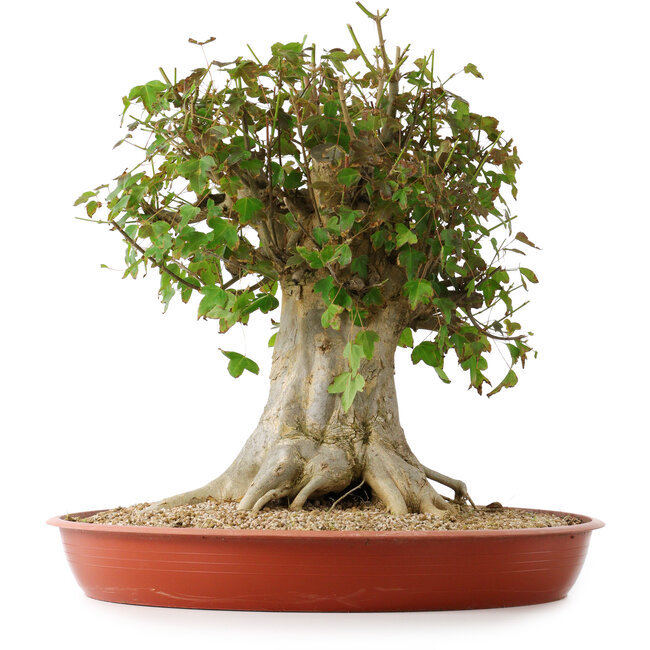 Acer buergerianum, 43 cm, ± 35 ans, avec un nebari de 22 cm