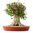 Acer buergerianum, 43 cm, ± 35 años, con un nebari de 22 cm