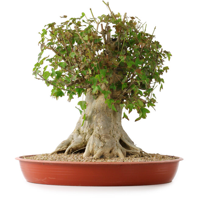 Acer buergerianum, 43 cm, ± 35 años, con un nebari de 22 cm