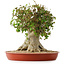 Acer buergerianum, 43 cm, ± 35 años, con un nebari de 22 cm