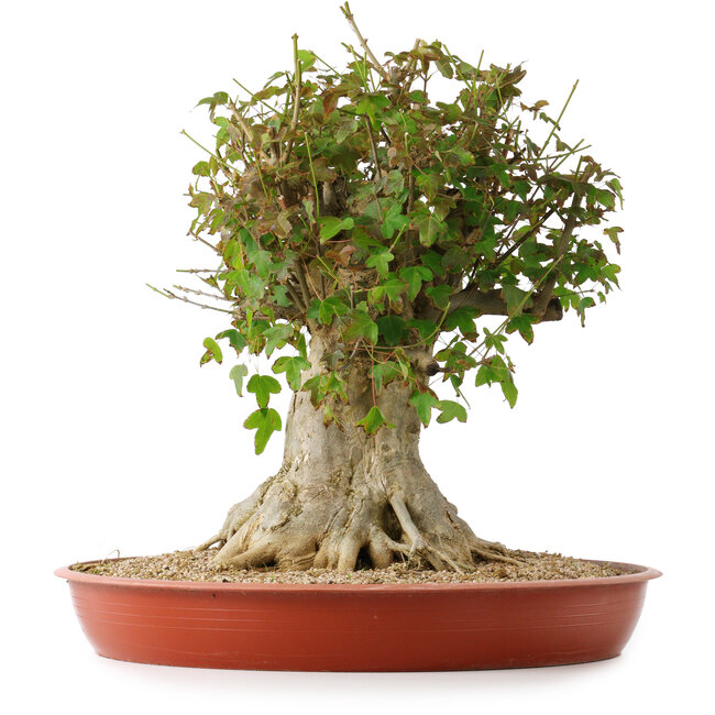 Acer buergerianum, 43 cm, ± 35 years old, with a nebari of 22 cm