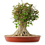 Acer buergerianum, 43 cm, ± 35 años, con un nebari de 22 cm