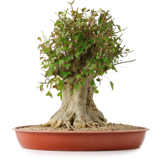 Acer buergerianum, 43 cm, ± 35 years old, with a nebari of 22 cm