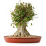 Acer buergerianum, 43 cm, ± 35 años, con un nebari de 22 cm
