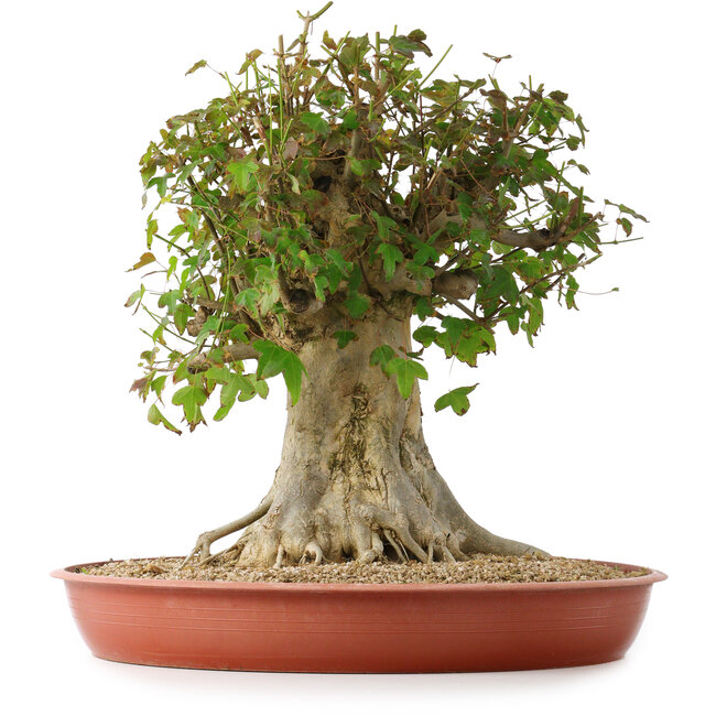 Acer buergerianum, 43 cm, ± 35 jaar oud, met een nebari van 22 cm