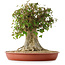 Acer buergerianum, 43 cm, ± 35 años, con un nebari de 22 cm