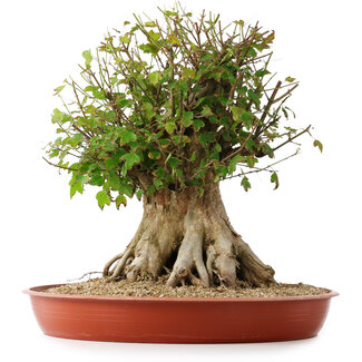 Acer buergerianum, 42,5 cm, ± 35 años