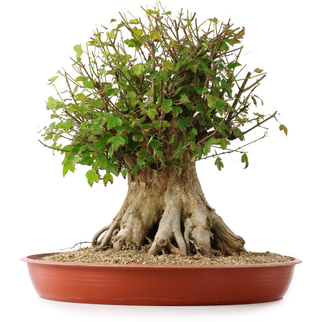 Acer buergerianum, 42,5 cm, ± 35 años, con un nebari de 25 cm
