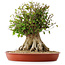 Acer buergerianum, 42,5 cm, ± 35 años, con un nebari de 25 cm