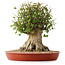 Acer buergerianum, 42,5 cm, ± 35 años, con un nebari de 25 cm