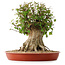 Acer buergerianum, 42,5 cm, ± 35 años, con un nebari de 25 cm