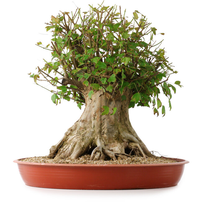 Acer buergerianum, 42,5 cm, ± 35 Jahre alt, mit einem Nebari von 25 cm