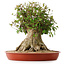 Acer buergerianum, 42,5 cm, ± 35 años, con un nebari de 25 cm