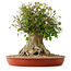 Acer buergerianum, 42,5 cm, ± 35 años, con un nebari de 25 cm