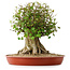 Acer buergerianum, 42,5 cm, ± 35 años, con un nebari de 25 cm