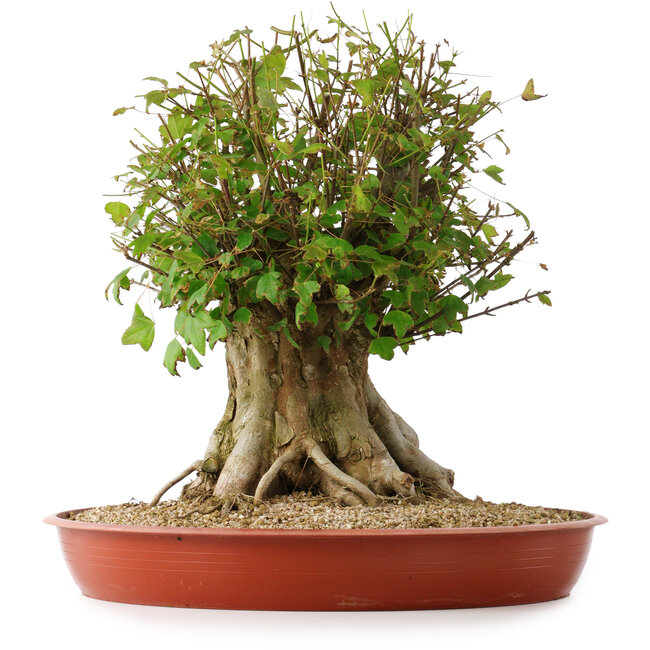 Acer buergerianum, 42,5 cm, ± 35 Jahre alt, mit einem Nebari von 25 cm