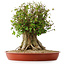 Acer buergerianum, 42,5 cm, ± 35 años, con un nebari de 25 cm