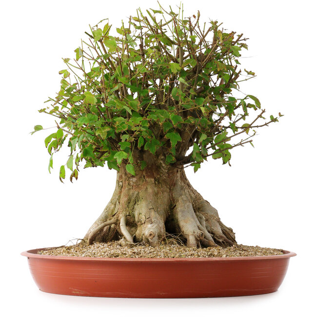 Acer buergerianum, 42,5 cm, ± 35 Jahre alt, mit einem Nebari von 25 cm