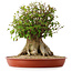 Acer buergerianum, 42,5 cm, ± 35 años, con un nebari de 25 cm