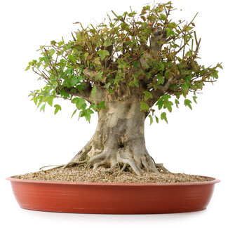 Acer buergerianum, 40 cm, ± 35 años