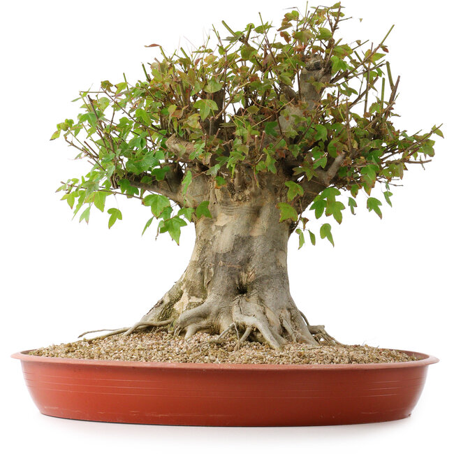 Acer buergerianum, 40 cm, ± 35 años, con un nebari de 26 cm