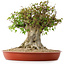 Acer buergerianum, 40 cm, ± 35 años, con un nebari de 26 cm