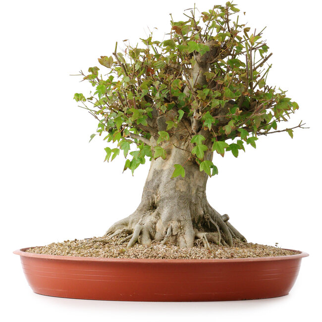 Acer buergerianum, 40 cm, ± 35 Jahre alt, mit einem Nebari von 26 cm