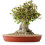 Acer buergerianum, 40 cm, ± 35 años, con un nebari de 26 cm